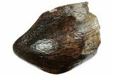 Rare Sauropod (Jobaria) Tooth - Niger #241051-1